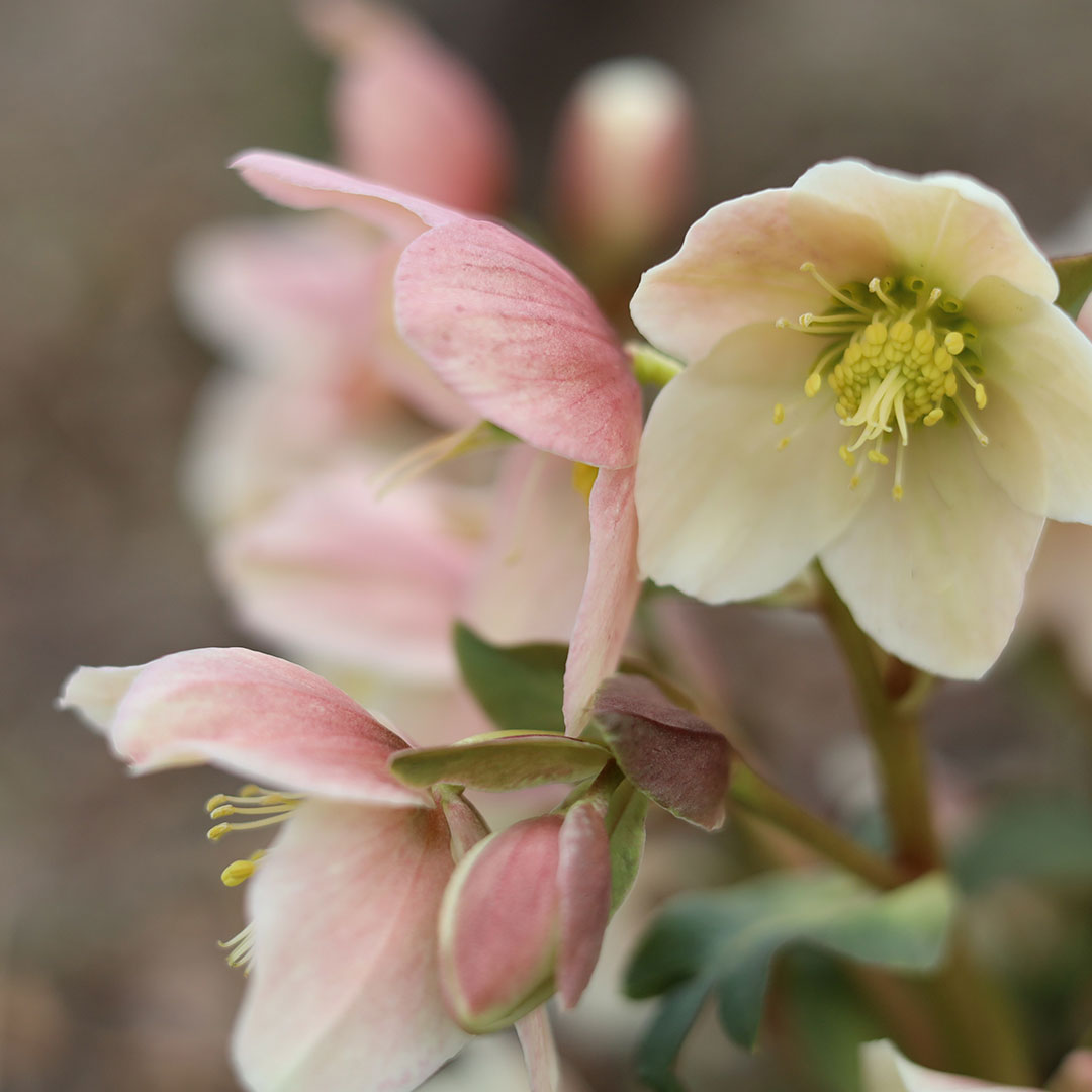 HElleborus rosa